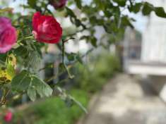 Foto Villa a schiera in vendita a Piacenza