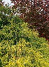 Foto Villa bifamiliare in vendita a Cervasca