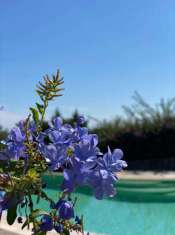 Foto Villa in vendita a Arzachena