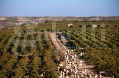 Foto Villa in vendita a Marsala