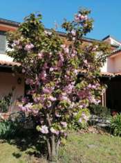 Foto Villa in vendita a Nodica - Vecchiano 380 mq  Rif: 1207303