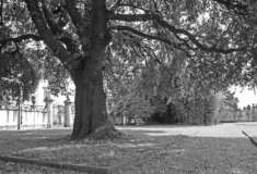 Foto Villa in vendita a Pisa 2700 mq  Rif: 551001