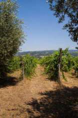 Foto Villa in vendita a Taurasi