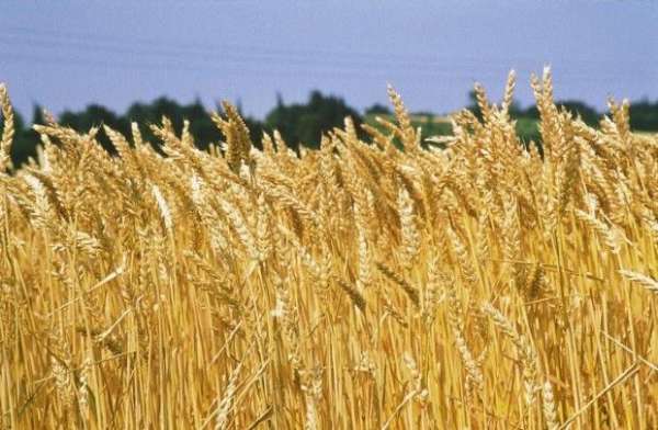 Foto 1 o 2 Aziende  Agricole a Sud di AL