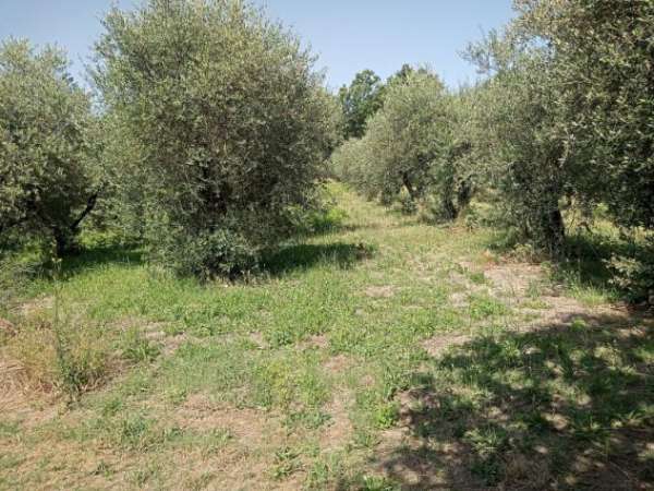 Foto 1853/GUAURO Terreno agricolo in piano di mq 10.000 in localit  Guauro in Marzano Appio. Si sviluppa su tre terrazzamenti e presenta l�allevamento di u