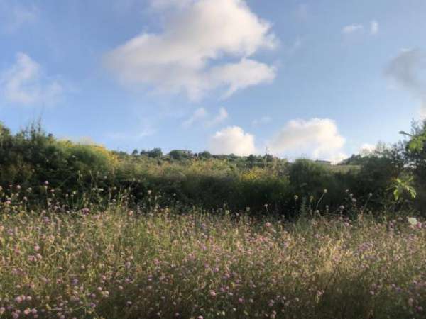 Foto Agricolo di 10000mq