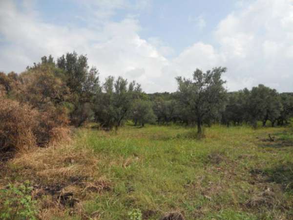 Foto Agricolo in Localit  Signorelli