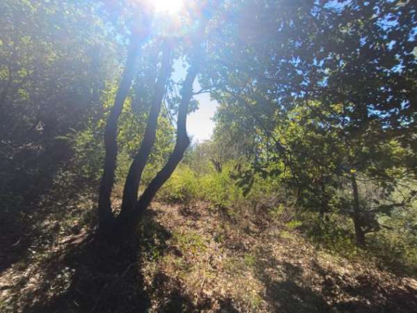 Foto Agricolo in Muretto