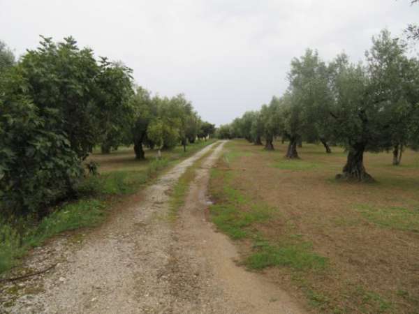 Foto Agricolo in Salvatore Fimiani