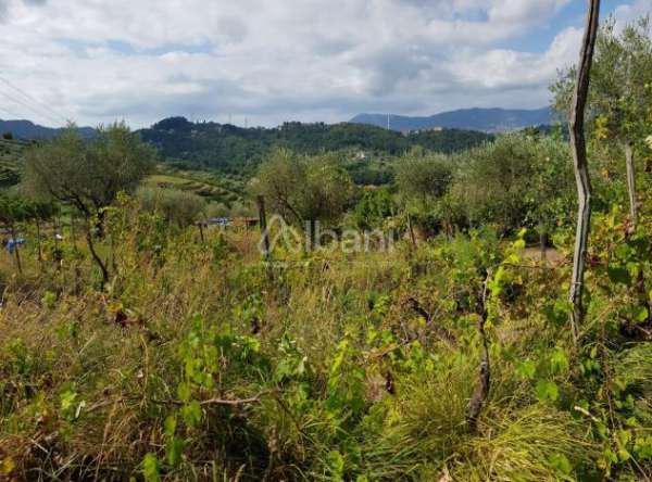 Foto Agricolo in vendita a Arcola