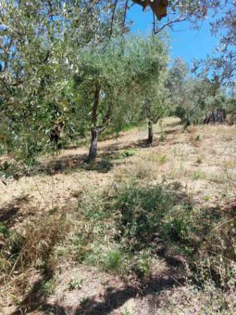 Foto Agricolo in vendita a Lanciano
