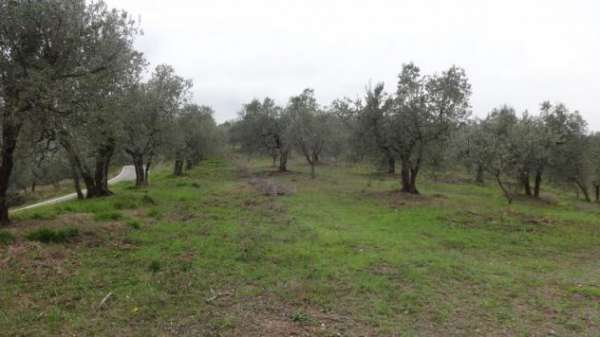 Foto Agricolo in vendita a Lucca