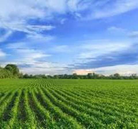 Foto Agricolo in vendita a Pietrasanta