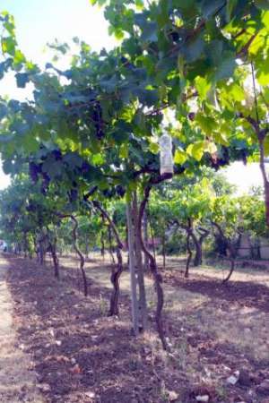 Foto Agricolo in vendita a Rimini