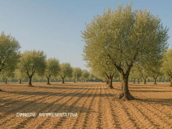 Foto Agricolo in vendita a Rimini