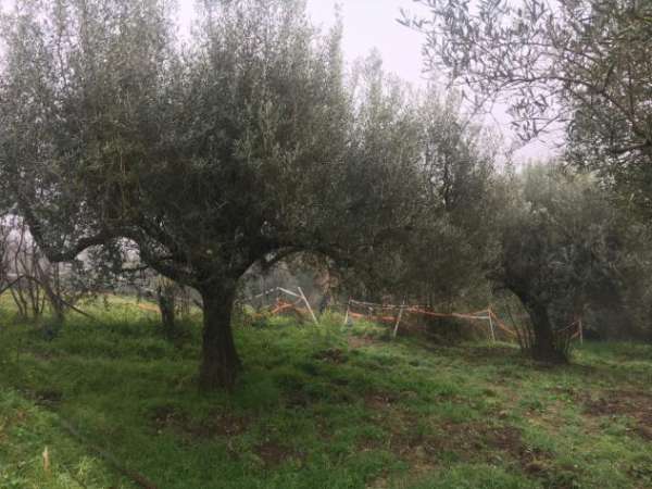Foto Agricolo in vendita a Sacrofano