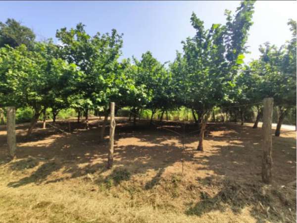 Foto Agricolo in Via Sferracavallo