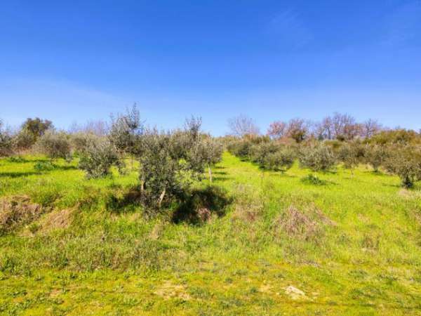 Foto Agricolo in Via Veio