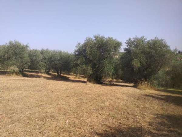 Foto Agricolo in Via XII Apostoli