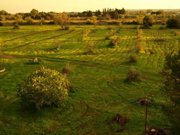Foto Agro di Gallipoli terreno 22000 Mq