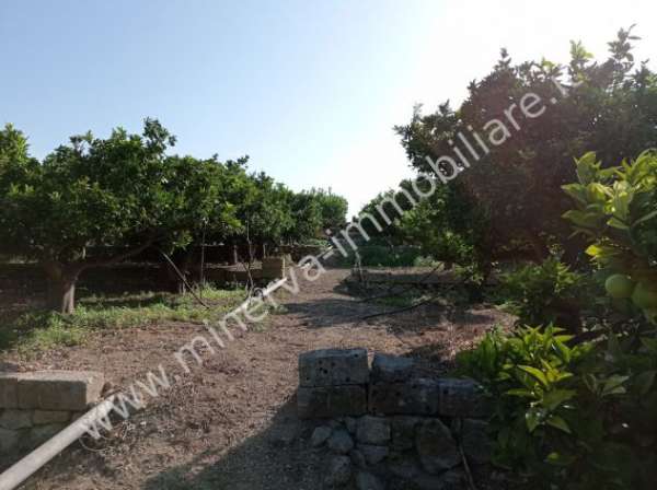 Foto Agrumeto in zona Armicci, Lentini