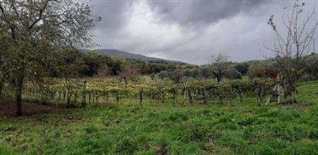 Foto Annesso agricolo in Vendita, 4 Locali, 14000 mq (CHIANCIANO TERM