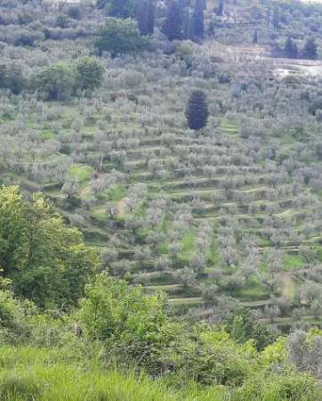 Foto Annesso agricolo in vendita a Colle - Quarrata 2500 mq  Rif: 1271384