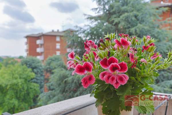 Foto Appartamento in vendita a Bollate