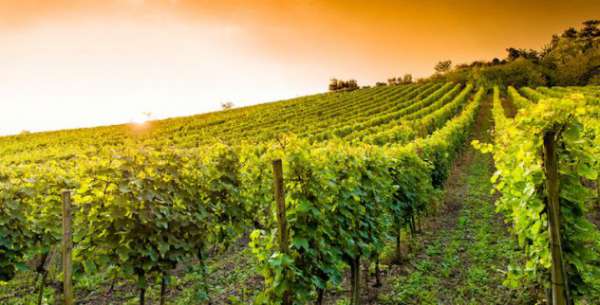Foto autorizzazione vigneti e diritti