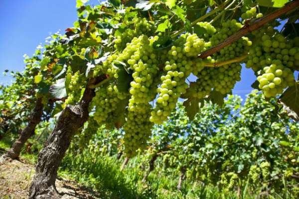 Foto Azienda a MOSCATO - Vicinanze Alba