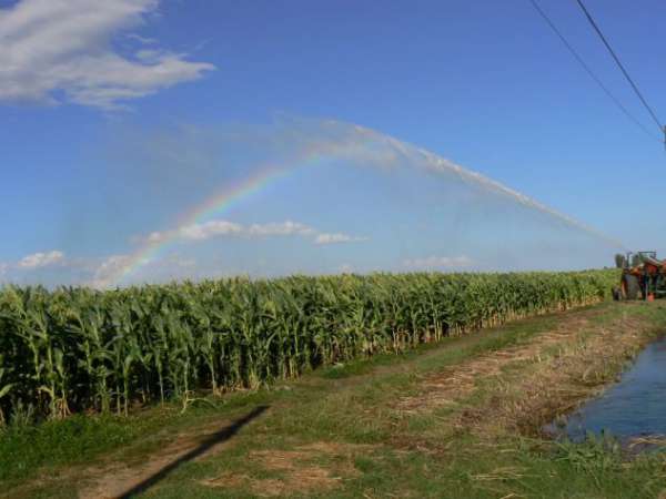 Foto Azienda Agricola - Grosseto