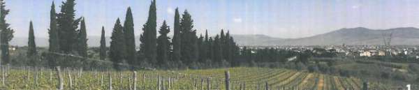 Foto AZIENDA AGRICOLA CON VILLA PADRONALE RIF. C1
