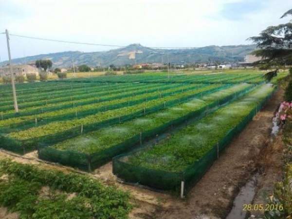 Foto Azienda Agricola in vendita a Monteprandone