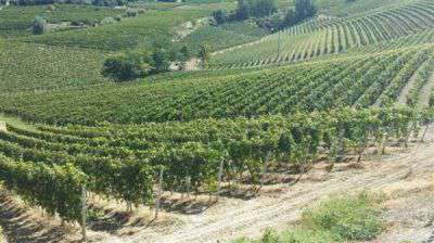 Foto Aziende Vitivinicole zona Nizza M.to - Canelli