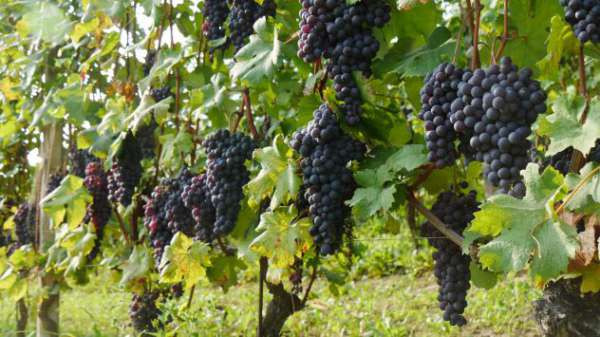 Foto BAROLO : un'azienda e/o un po' di vigna a parte