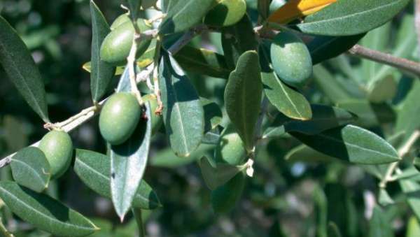 Foto Collina di Camaiore vendesi oliveto con annesso agricolo