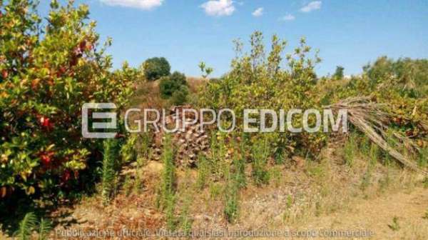 Foto Fabbricati per attivit  agricole in vendita a Bernalda - Rif. 4499179