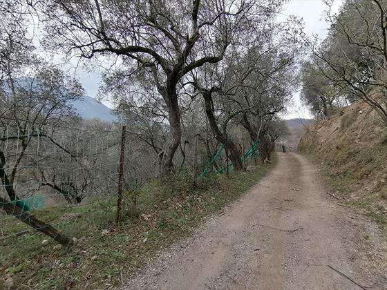 Foto GIFFONI SEI CASALI localit� SIETI, Terreno agricolo di mq 15.483