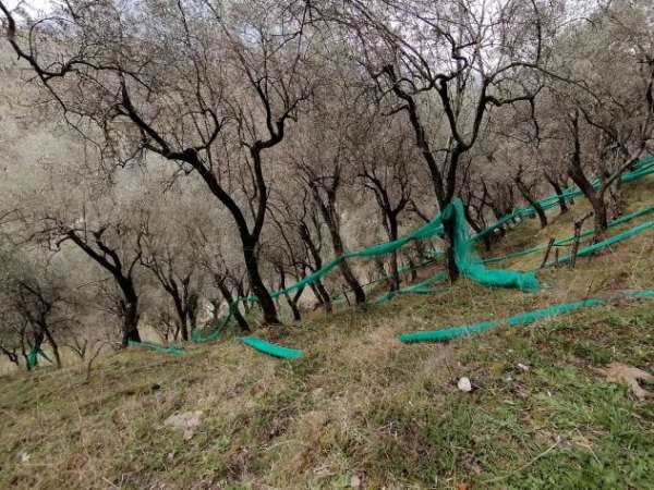 Foto GIFFONI SEI CASALI localit  SIETI, Terreno agricolo di mq 15.483