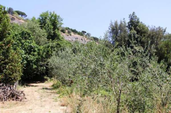 Foto Orvieto - Vendesi terreno di circa 5500 mq nelle immediate vicinanze della rupe di Orvieto