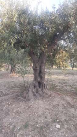 Foto Piante d'oliva