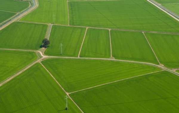 Foto Poca, ma buona - Terra a Vercelli