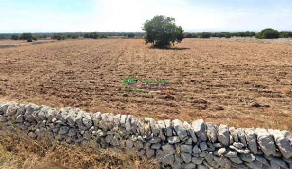 Foto Rif. 9645  - Terreno agricolo pianeggiante a pochi km da Marina di Ragusa