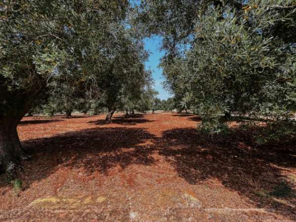 Foto Rustico in vendita a Carovigno
