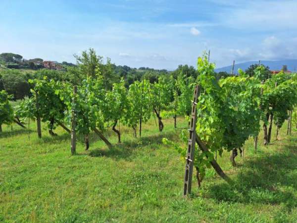 Foto Rustico in vendita a Montecarlo 340 mq  Rif: RUS MON 300