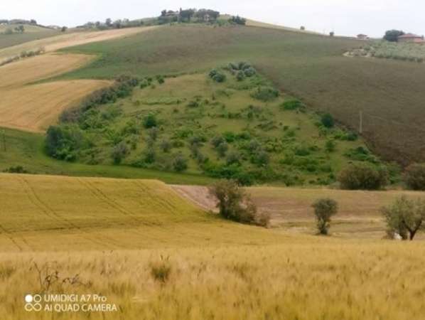 Foto Seminativo in vendita a Castel Frentano