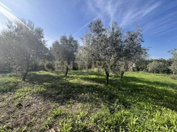 Foto Seminativo in vendita a Grosseto