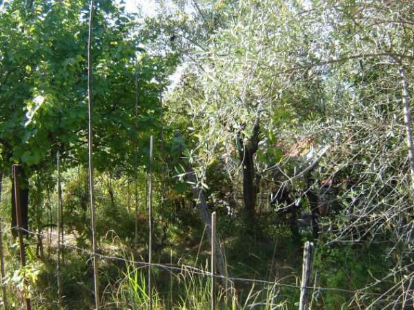 Foto Terratetto in vendita a Montecarlo 200 mq  Rif: trc mont 179