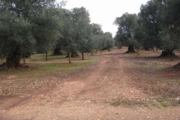 Foto Terreno a Ceglie Messapica - Rif. 19935