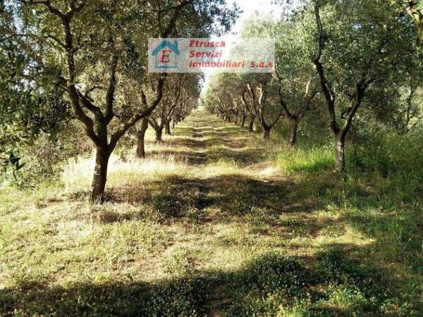Foto Terreno Agricolo - Piombino . Rif.: 29